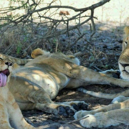 From Zanzibar: Mikumi National Park Safari Day Trip with Game Drive