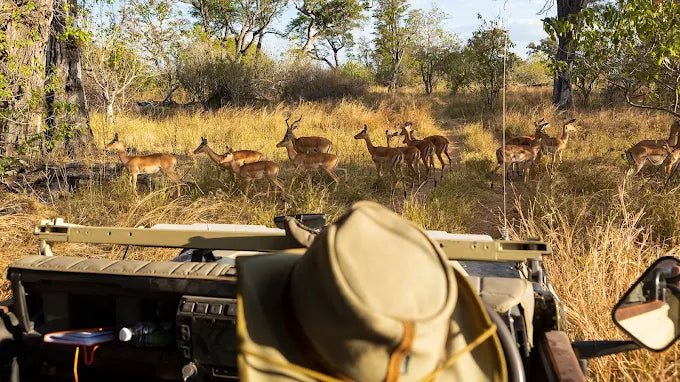 From Zanzibar: Mikumi National Park Safari Day Trip with Game Drive