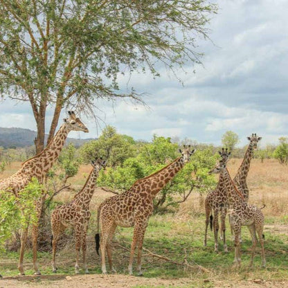 From Zanzibar: Mikumi National Park Safari Day Trip with Game Drive