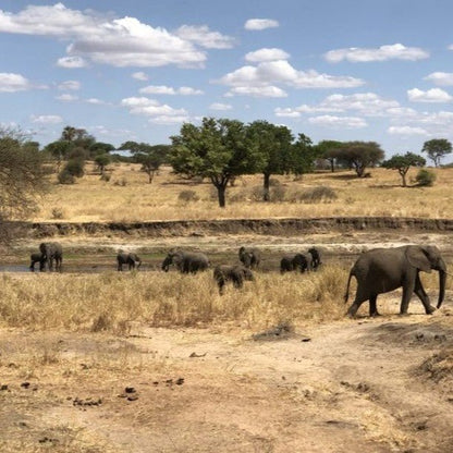 From Zanzibar: Mikumi National Park Safari Day Trip with Game Drive