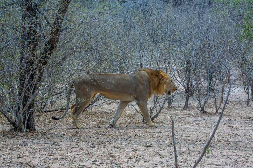 From Zanzibar: Selous Game Reserve Day Safari with Flights and Bush Lunch