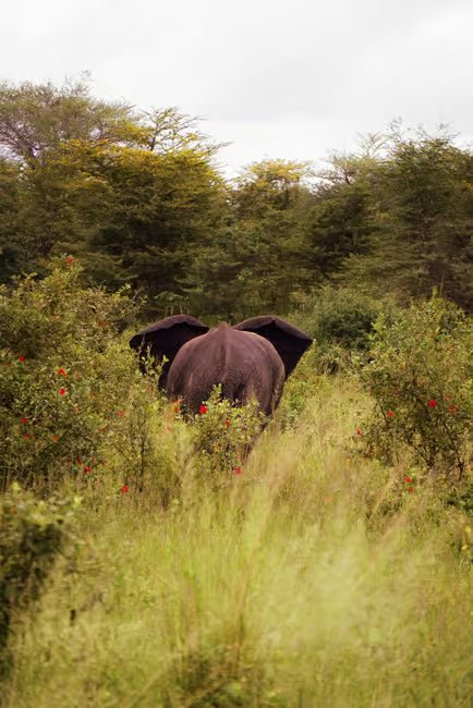 From Zanzibar: Selous Game Reserve Day Safari with Flights and Bush Lunch