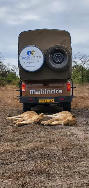 From Zanzibar: Selous Game Reserve Day Safari with Flights and Bush Lunch