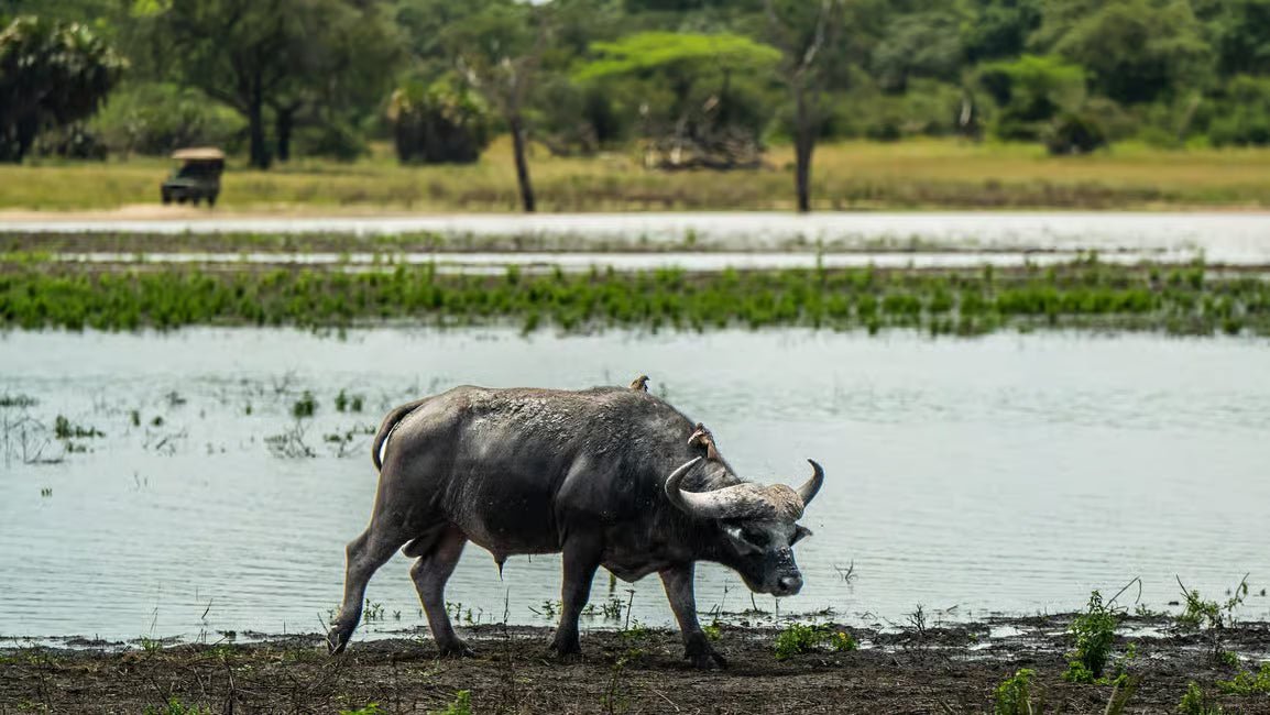 From Zanzibar: Selous Game Reserve Day Safari with Flights and Bush Lunch