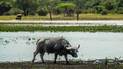 From Zanzibar: Selous Game Reserve Day Safari with Flights and Bush Lunch