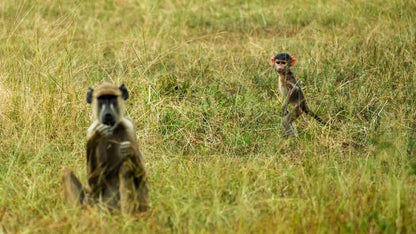 From Zanzibar: Selous Game Reserve Day Safari with Flights and Bush Lunch