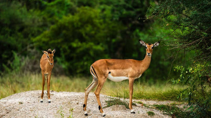 From Zanzibar: Selous Game Reserve Day Safari with Flights and Bush Lunch