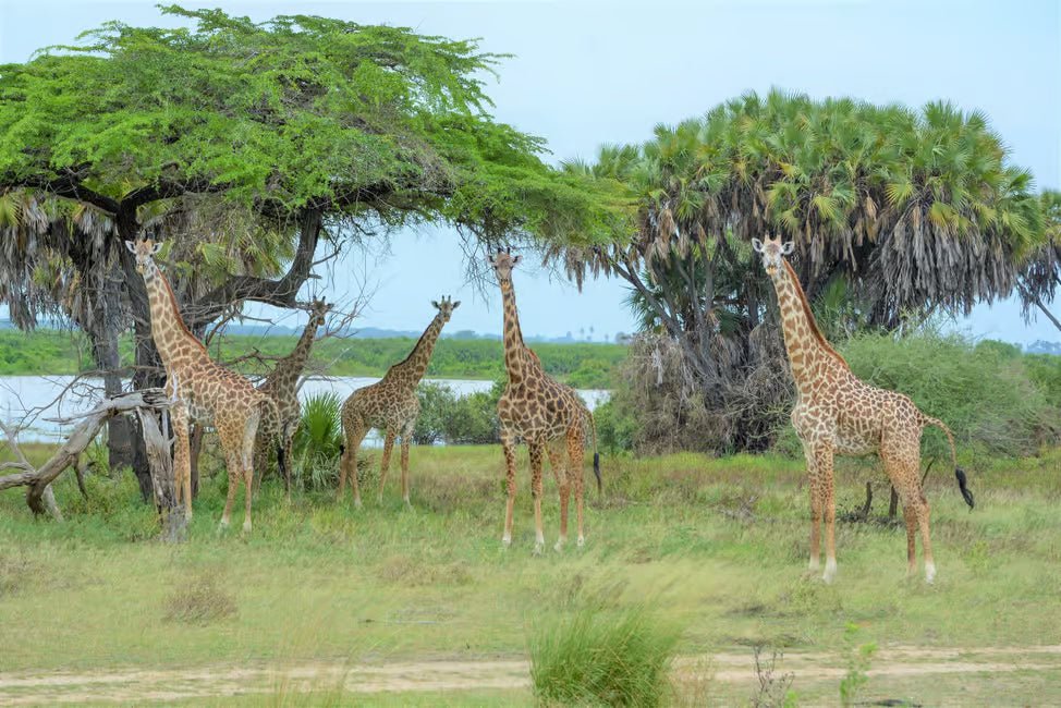 From Zanzibar: Selous Game Reserve Day Safari with Flights and Bush Lunch