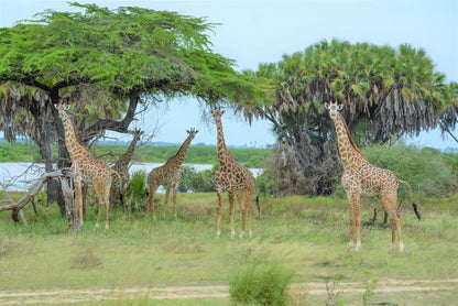 From Zanzibar: Selous Game Reserve Day Safari with Flights and Bush Lunch