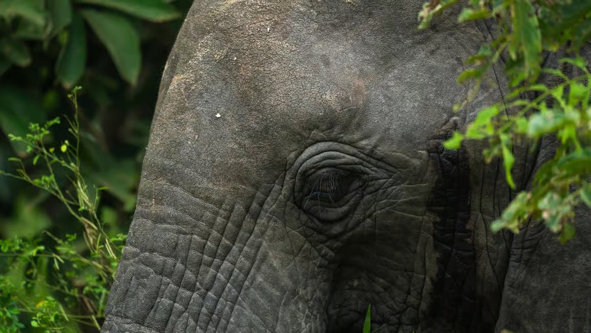 From Zanzibar: Selous Game Reserve Day Safari with Flights and Bush Lunch