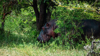 From Zanzibar: Selous Game Reserve Day Safari with Flights and Bush Lunch