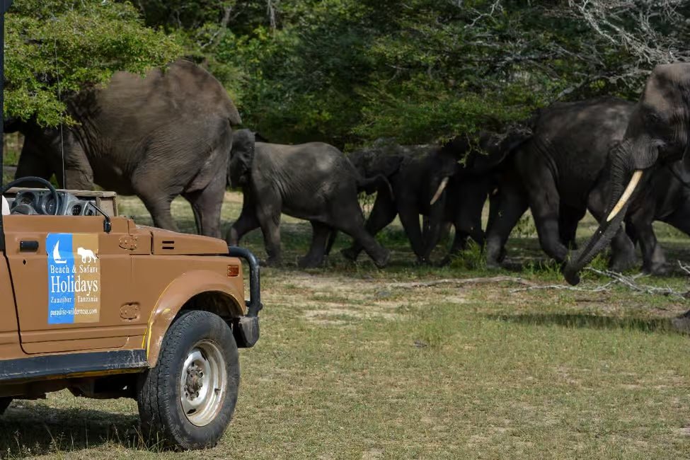 From Zanzibar: Selous Game Reserve Day Safari with Flights and Bush Lunch