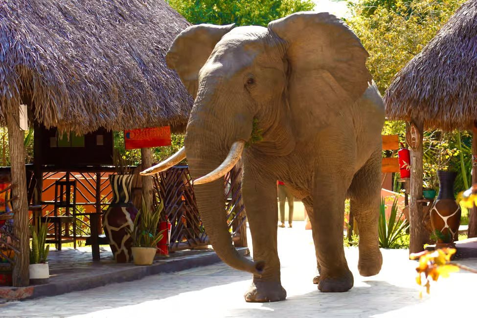 From Zanzibar: Selous Game Reserve Day Safari with Flights and Bush Lunch