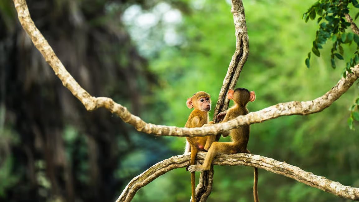 From Zanzibar: Selous Game Reserve Day Safari with Flights and Bush Lunch