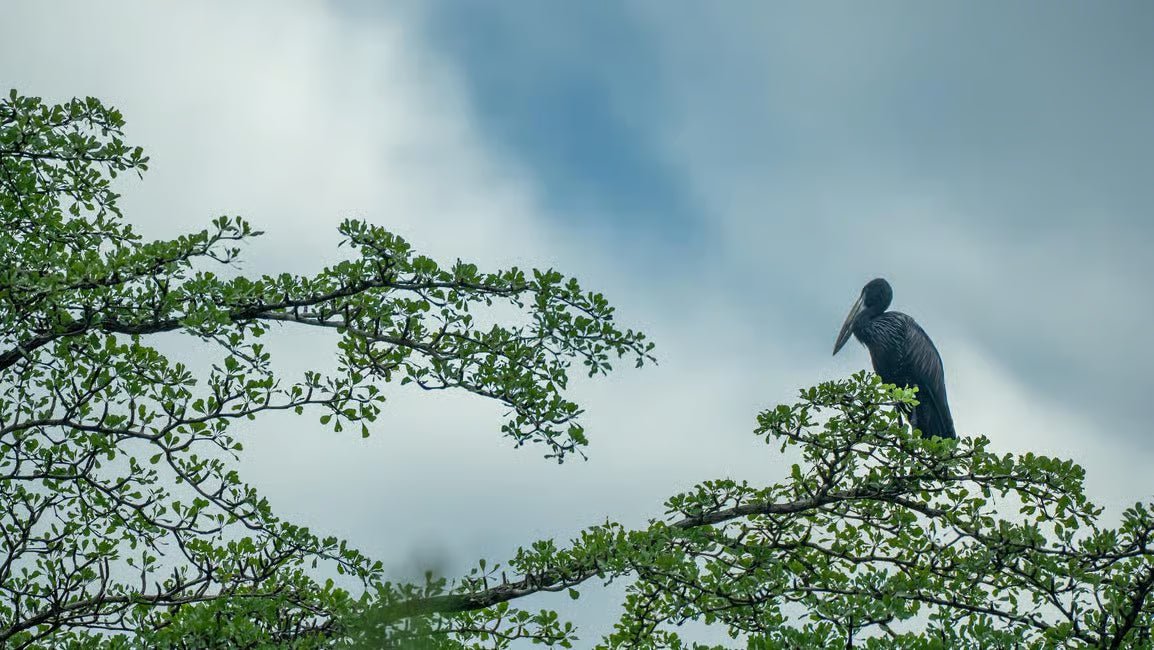 From Zanzibar: Selous Game Reserve Day Safari with Flights and Bush Lunch