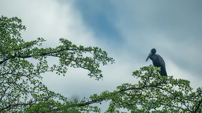 From Zanzibar: Selous Game Reserve Day Safari with Flights and Bush Lunch