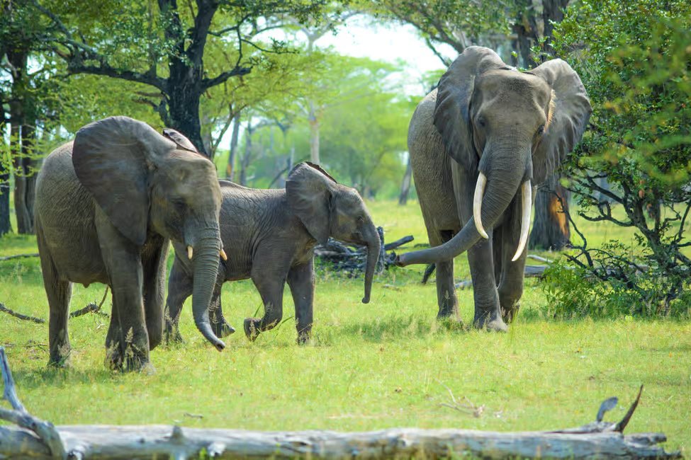 From Zanzibar: Selous Game Reserve Day Safari with Flights and Bush Lunch