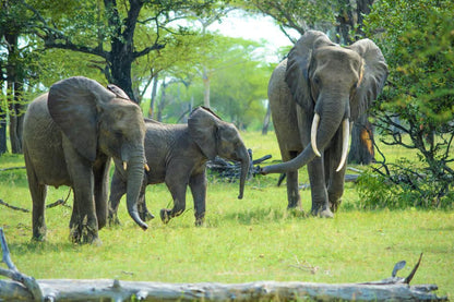From Zanzibar: Selous Game Reserve Day Safari with Flights and Bush Lunch