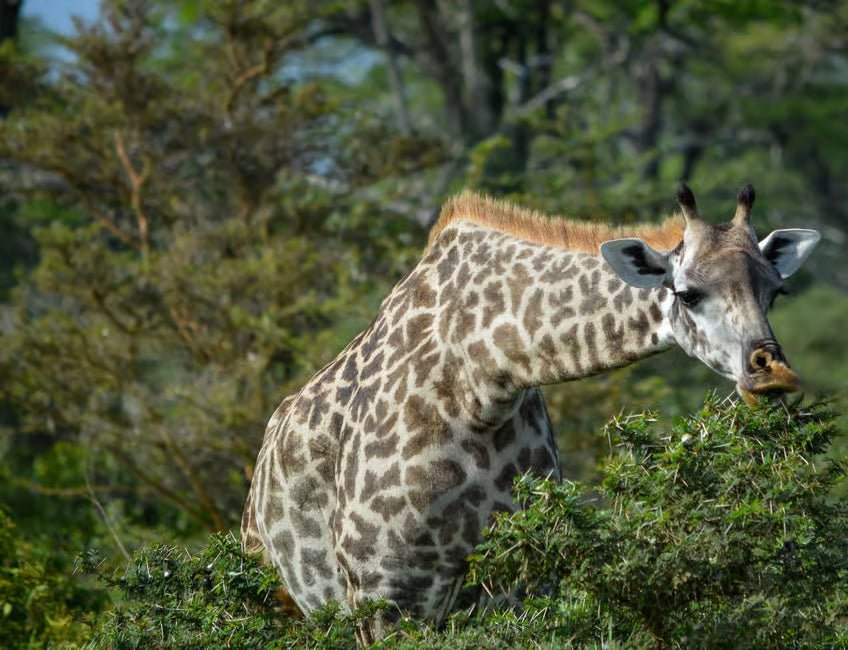 From Zanzibar: Selous Game Reserve Day Safari with Flights and Bush Lunch