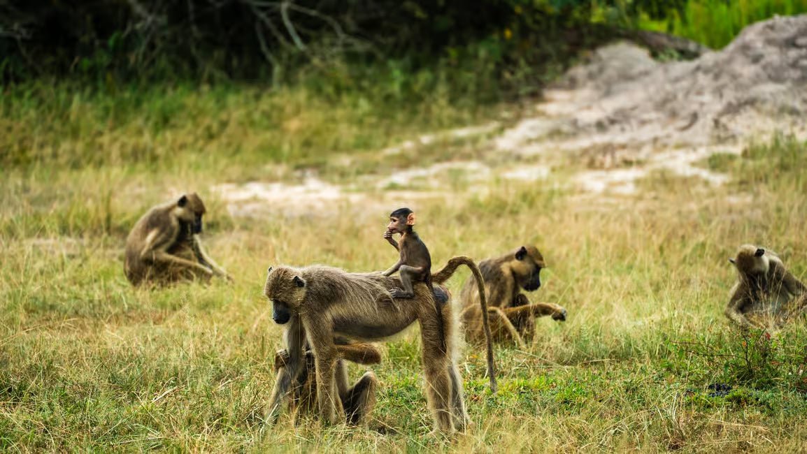 From Zanzibar: Selous Game Reserve Day Safari with Flights and Bush Lunch