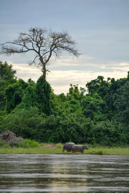 From Zanzibar: Selous Game Reserve Day Safari with Flights and Bush Lunch