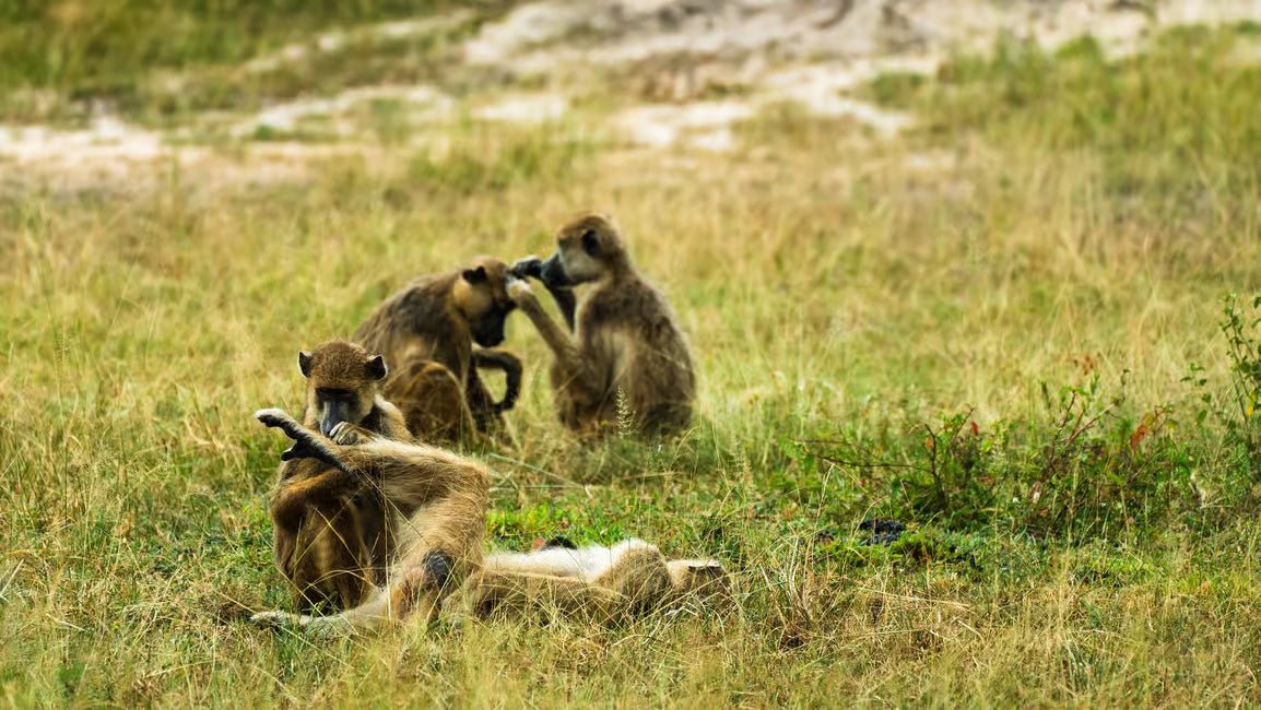 From Zanzibar: Selous Game Reserve Day Safari with Flights and Bush Lunch