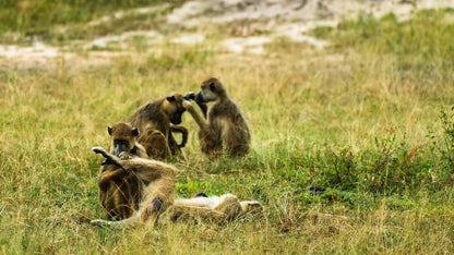 From Zanzibar: Selous Game Reserve Day Safari with Flights and Bush Lunch