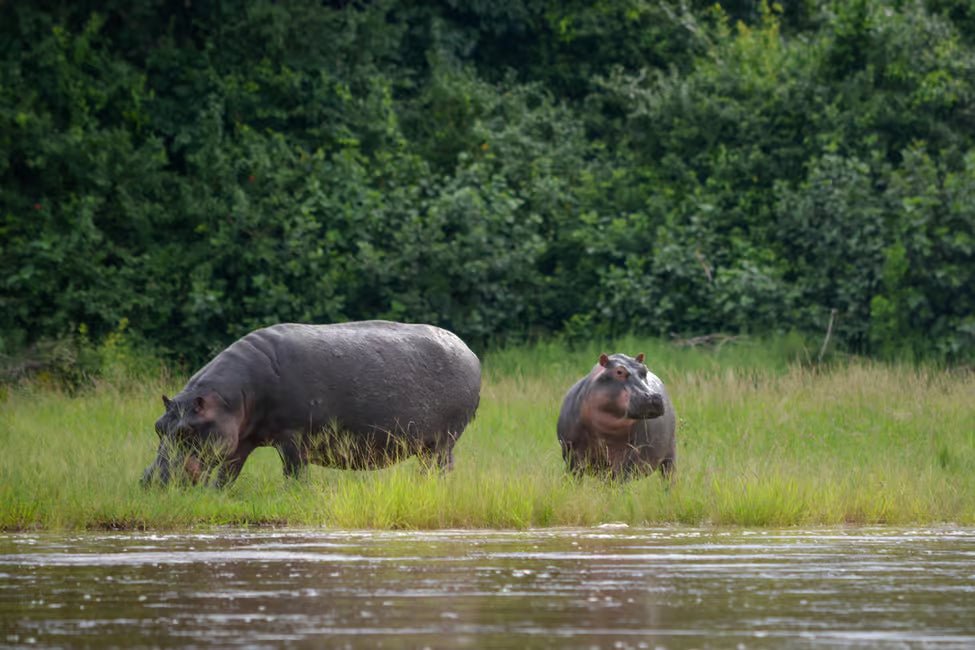 From Zanzibar: Selous Game Reserve Day Safari with Flights and Bush Lunch