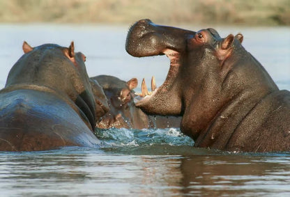 From Zanzibar: Selous Game Reserve Day Safari with Flights and Bush Lunch