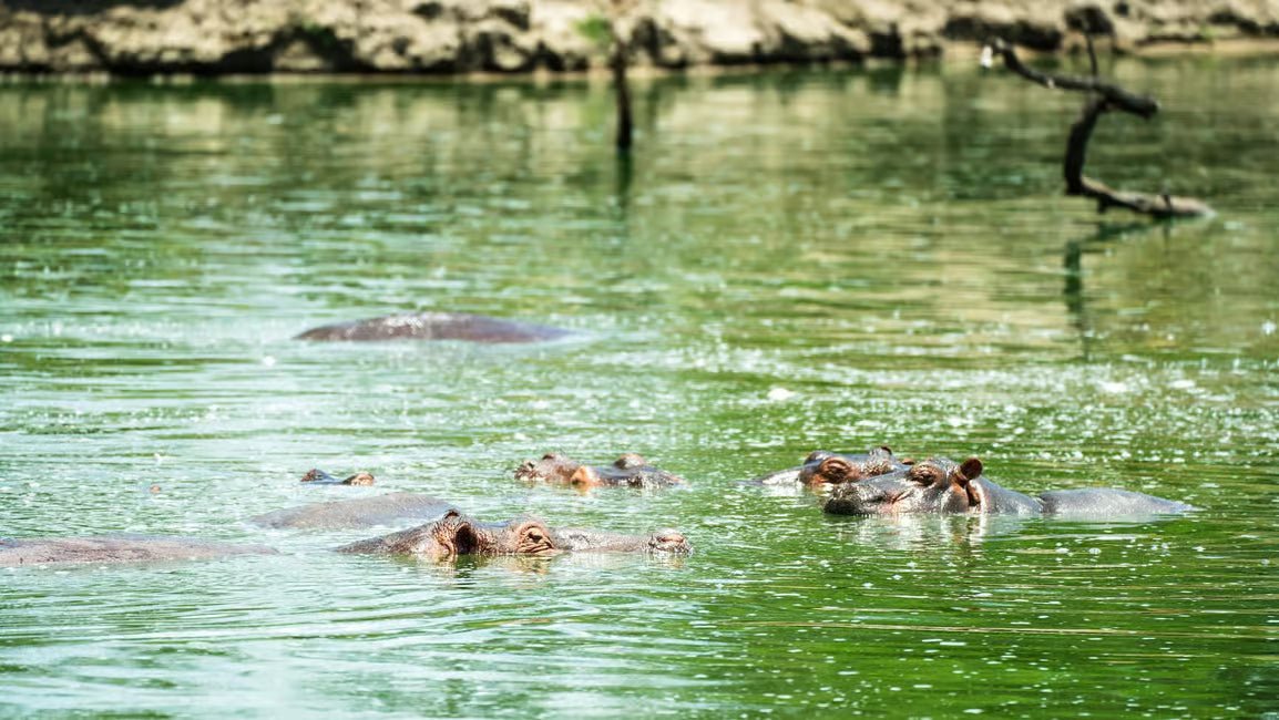 From Zanzibar: Selous Game Reserve Day Safari with Flights and Bush Lunch