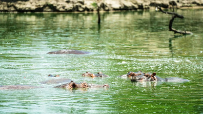 From Zanzibar: Selous Game Reserve Day Safari with Flights and Bush Lunch