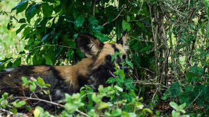 From Zanzibar: Selous Game Reserve Day Safari with Flights and Bush Lunch