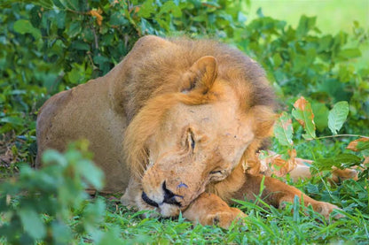 From Zanzibar: Selous Game Reserve Day Safari with Flights and Bush Lunch