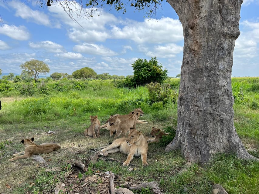 From Zanzibar: Wildlife Safari Day Trip at Mikumi National Park by Flight