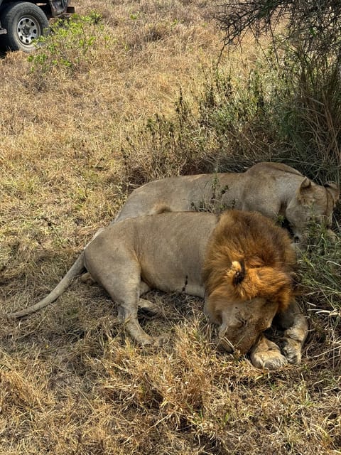 From Zanzibar: Wildlife Safari Day Trip at Mikumi National Park by Flight