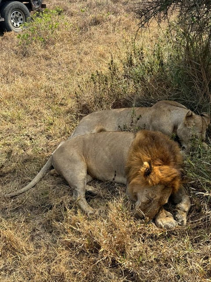 From Zanzibar: Wildlife Safari Day Trip at Mikumi National Park by Flight