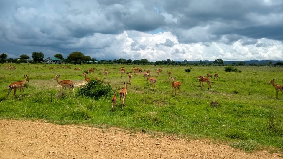 From Zanzibar: Wildlife Safari Day Trip at Mikumi National Park by Flight