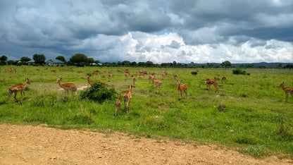 From Zanzibar: Wildlife Safari Day Trip at Mikumi National Park by Flight