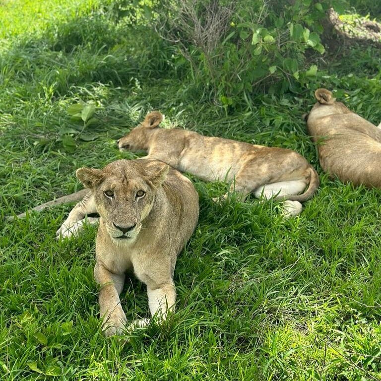 From Zanzibar: Wildlife Safari Day Trip at Mikumi National Park by Flight
