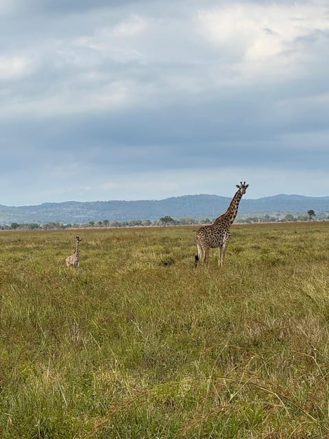 From Zanzibar: Wildlife Safari Day Trip at Mikumi National Park by Flight