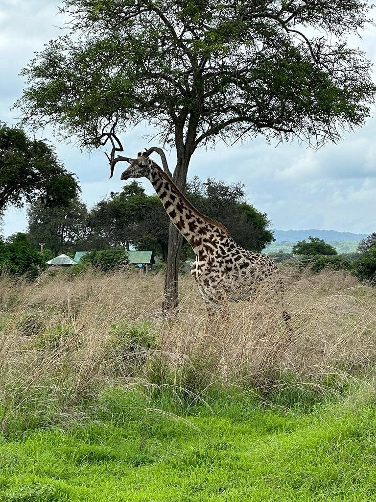 From Zanzibar: Wildlife Safari Day Trip at Mikumi National Park by Flight