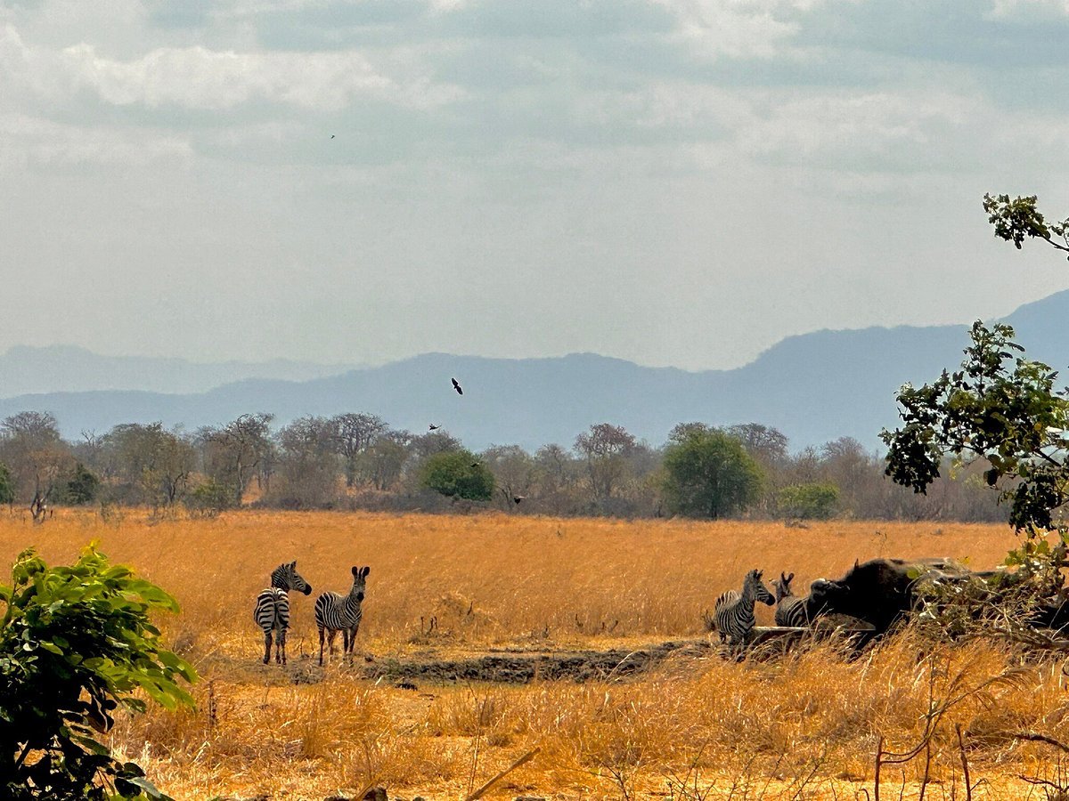 From Zanzibar: Wildlife Safari Day Trip at Mikumi National Park by Flight