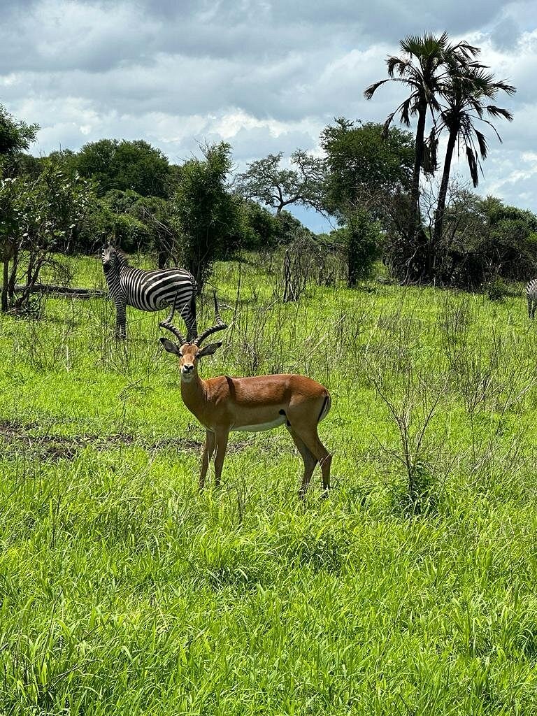 From Zanzibar: Wildlife Safari Day Trip at Mikumi National Park by Flight