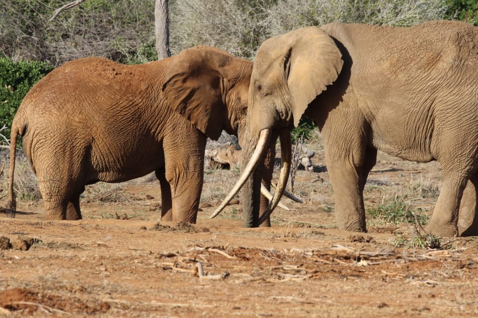 From Zanzibar: Wildlife Safari Day Trip at Mikumi National Park by Flight