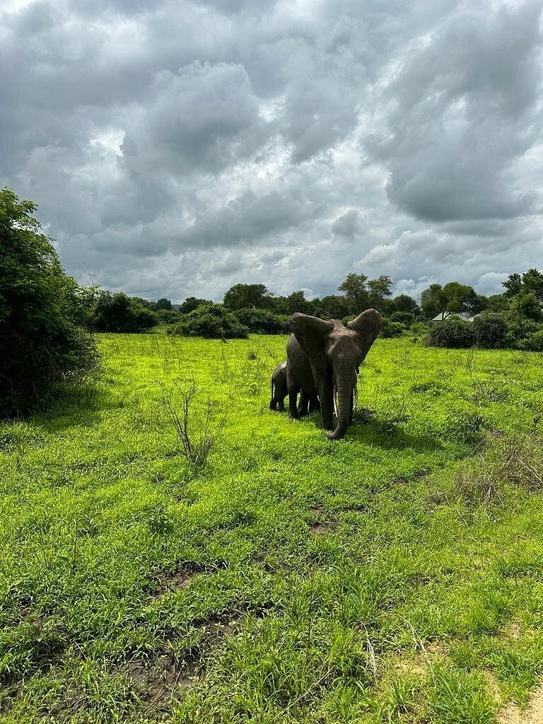 From Zanzibar: Wildlife Safari Day Trip at Mikumi National Park by Flight