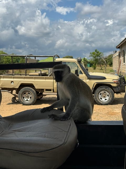 From Zanzibar: Wildlife Safari Day Trip at Mikumi National Park by Flight