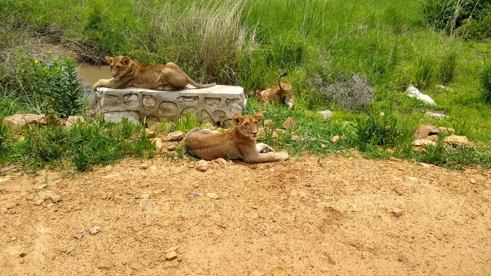 From Zanzibar: Wildlife Safari Day Trip at Mikumi National Park by Flight