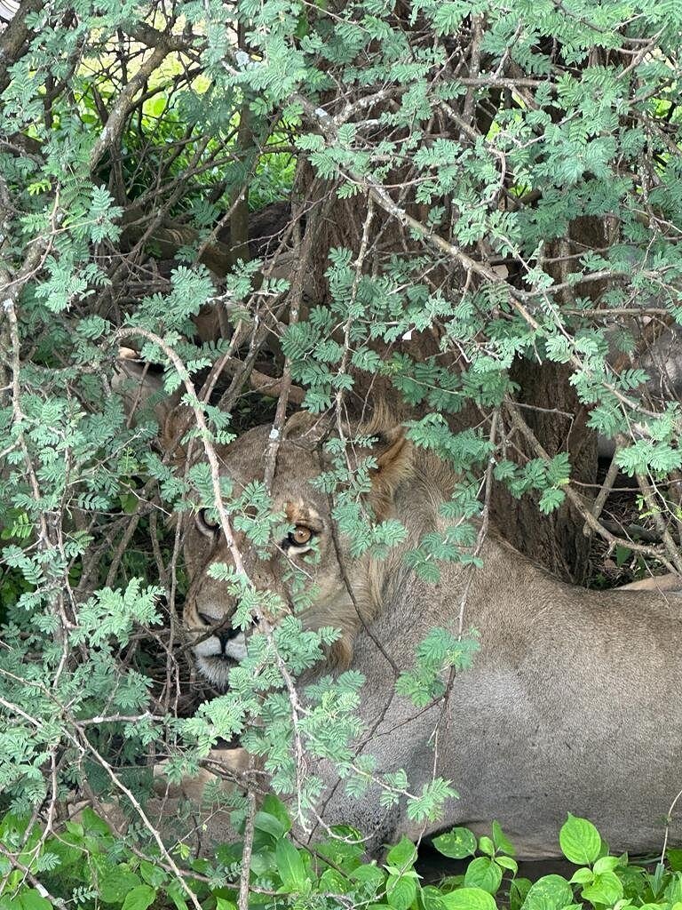 From Zanzibar: Wildlife Safari Day Trip at Mikumi National Park by Flight