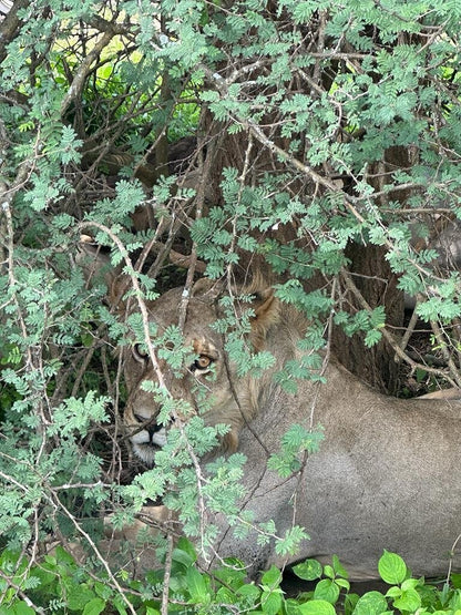 From Zanzibar: Wildlife Safari Day Trip at Mikumi National Park by Flight