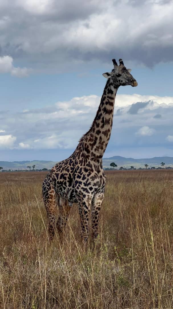 From Zanzibar: Wildlife Safari Day Trip at Mikumi National Park by Flight